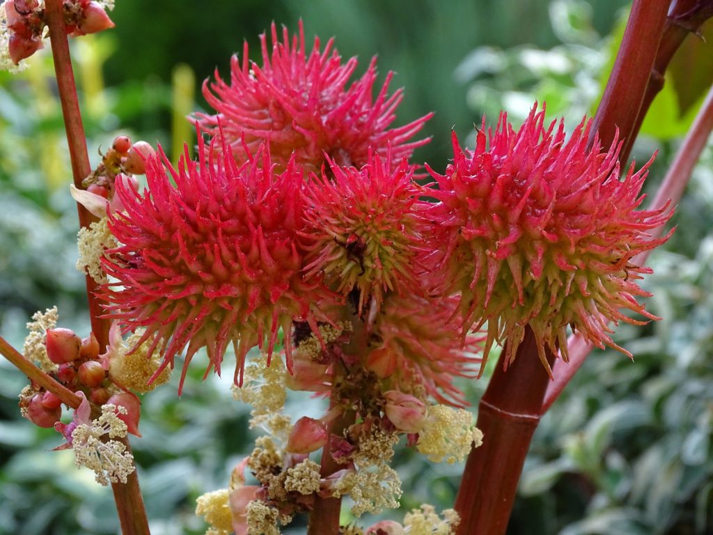 castor oil plant